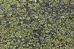 Image of map lichen