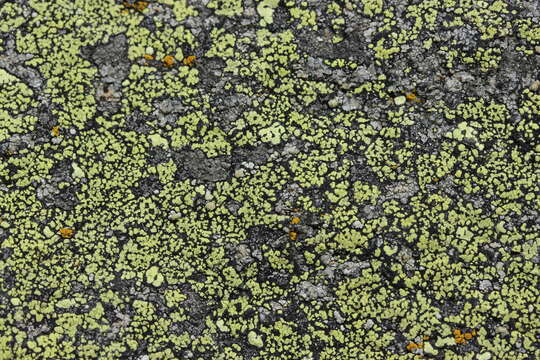 Image of map lichen