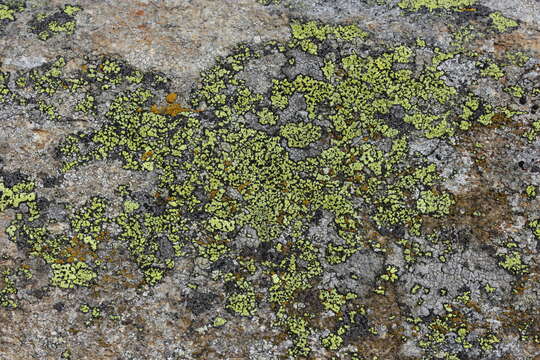 Image of map lichen