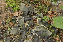 Image of felt lichen