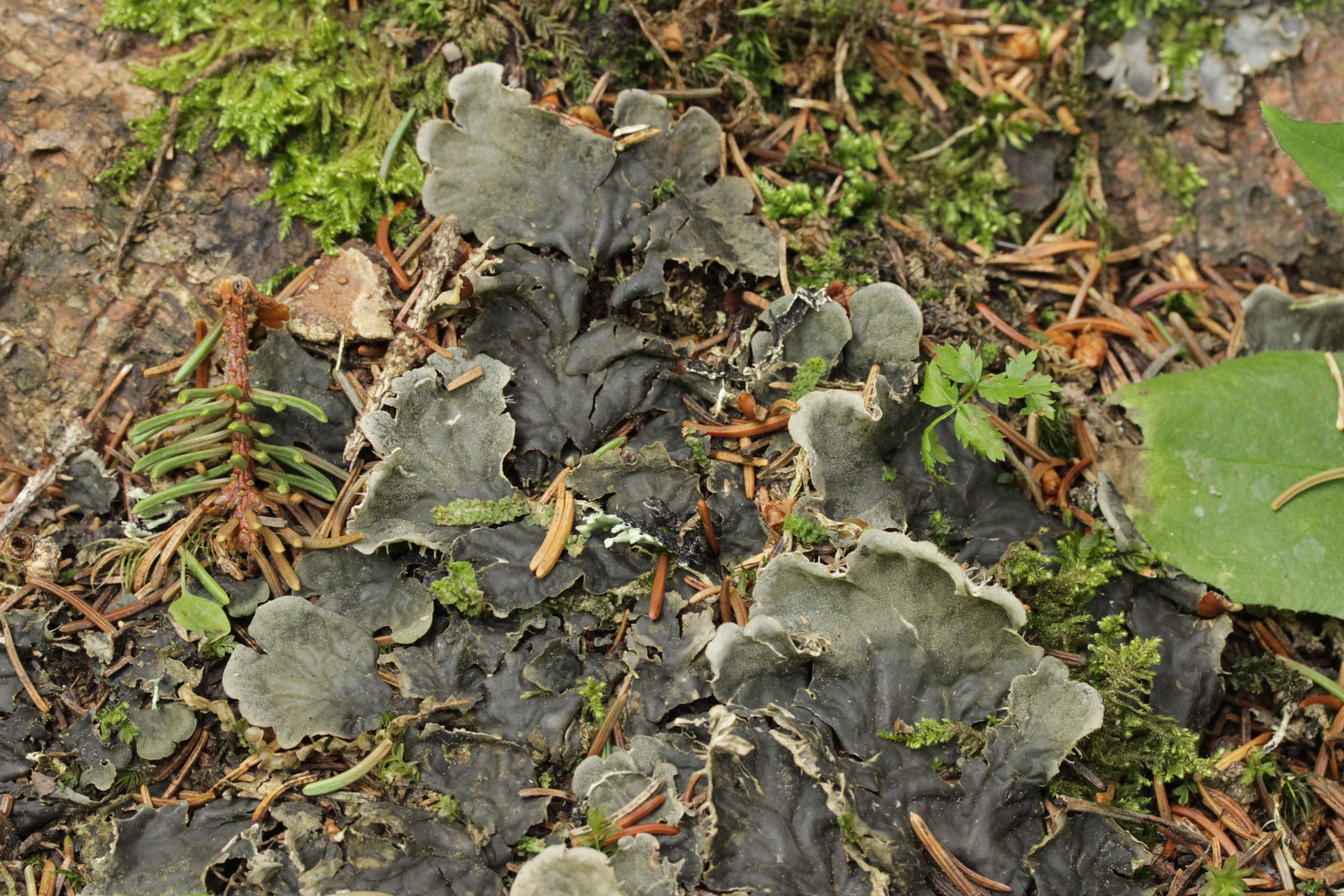 Image of felt lichen