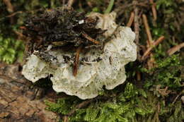 Image of felt lichen