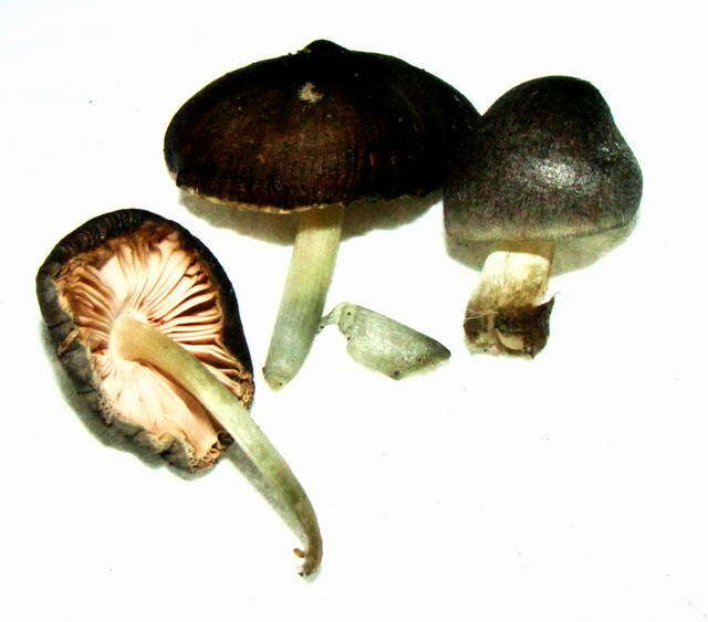 Слика од Pluteus americanus (P. Banerjee & Sundb.) Justo, E. F. Malysheva & Minnis 2014