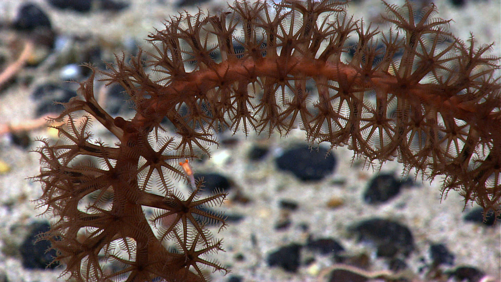 Image of sea pens