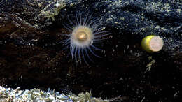 Image of sea anemones