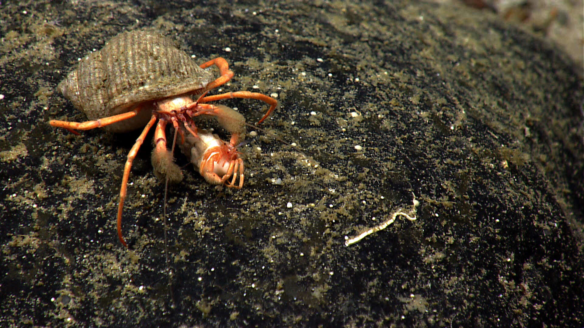 Image of Hermit Crabs