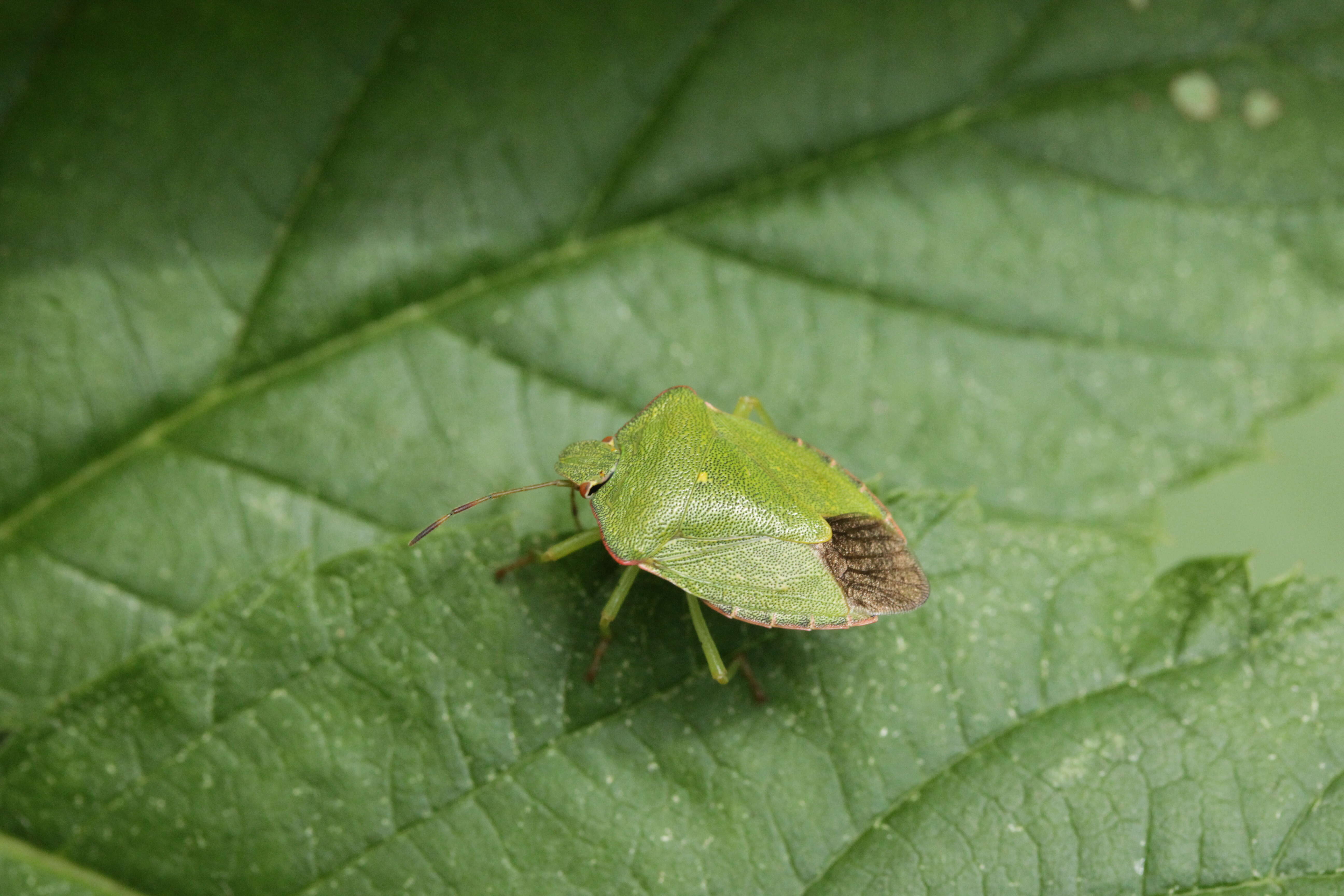 Image of Green shield bug