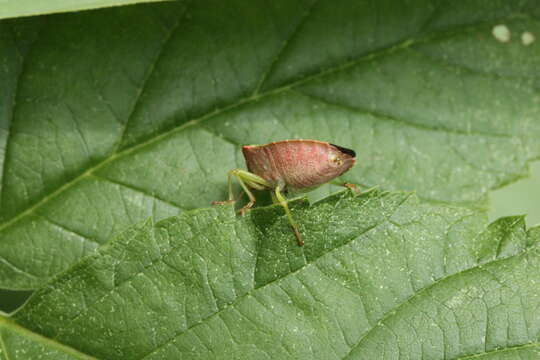 Image of Green shield bug