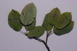 Image of Amelanchier lamarckii