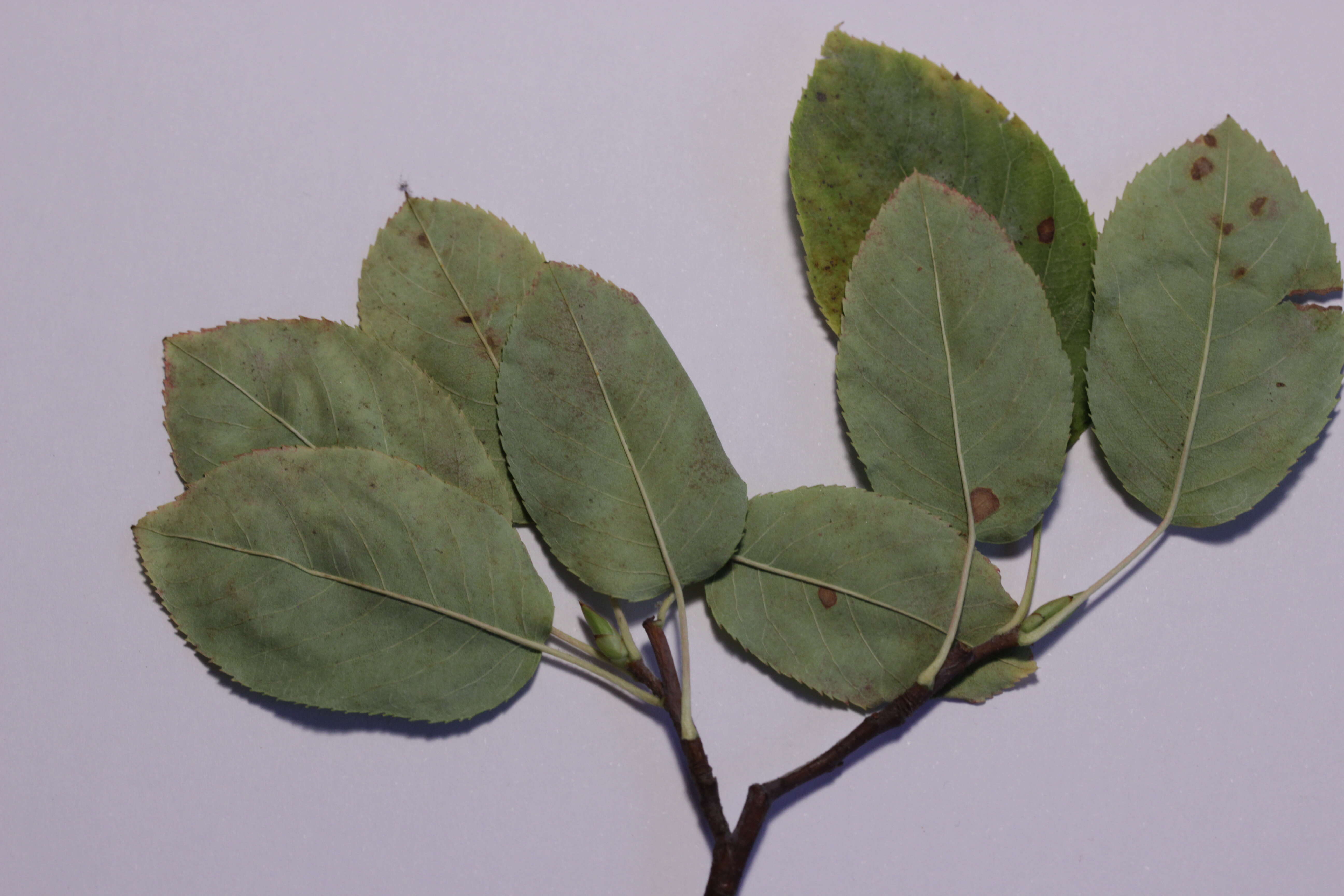 Image of Amelanchier lamarckii