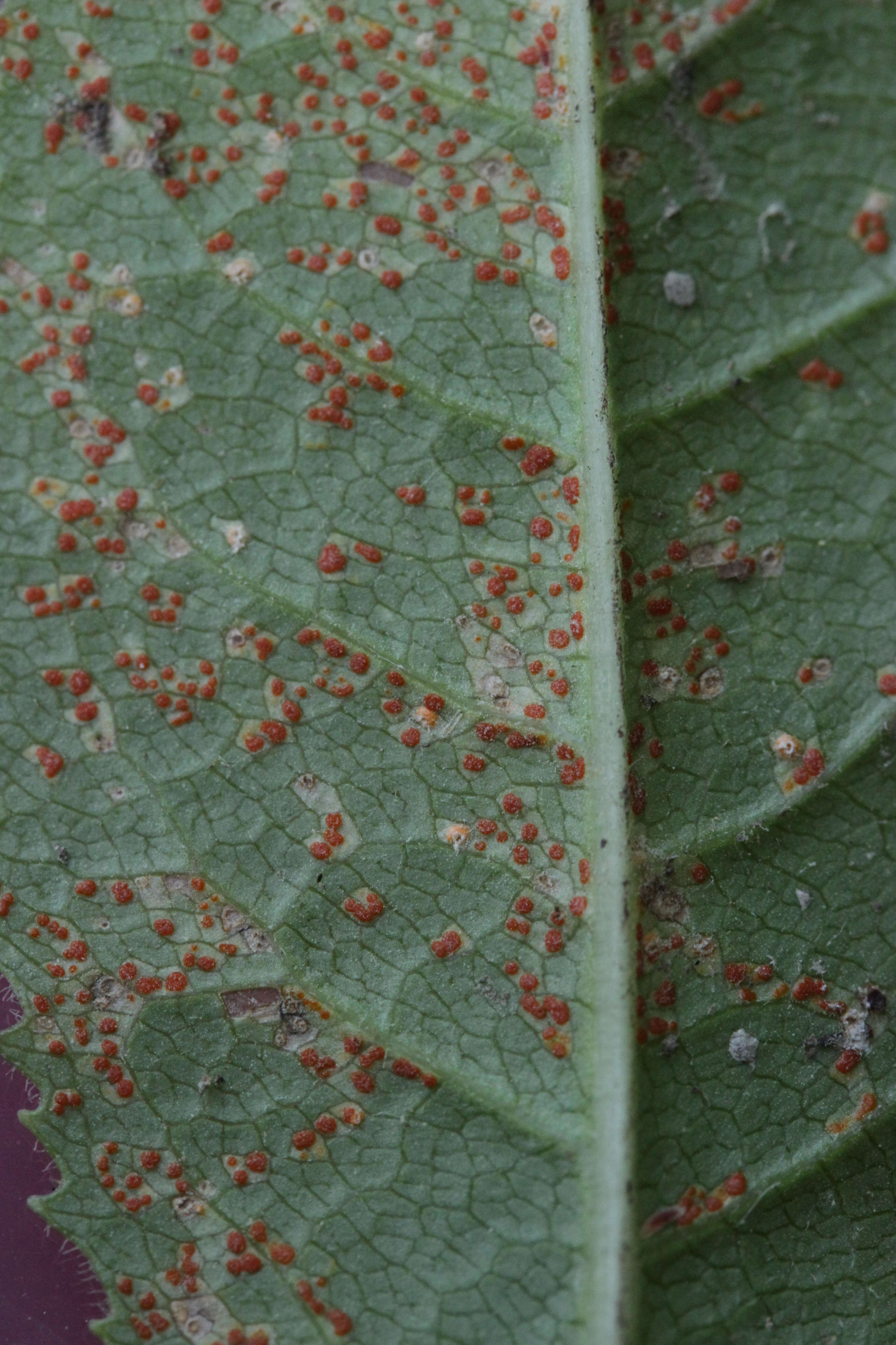 Image de Coleosporium tussilaginis (Pers.) Lév. 1849