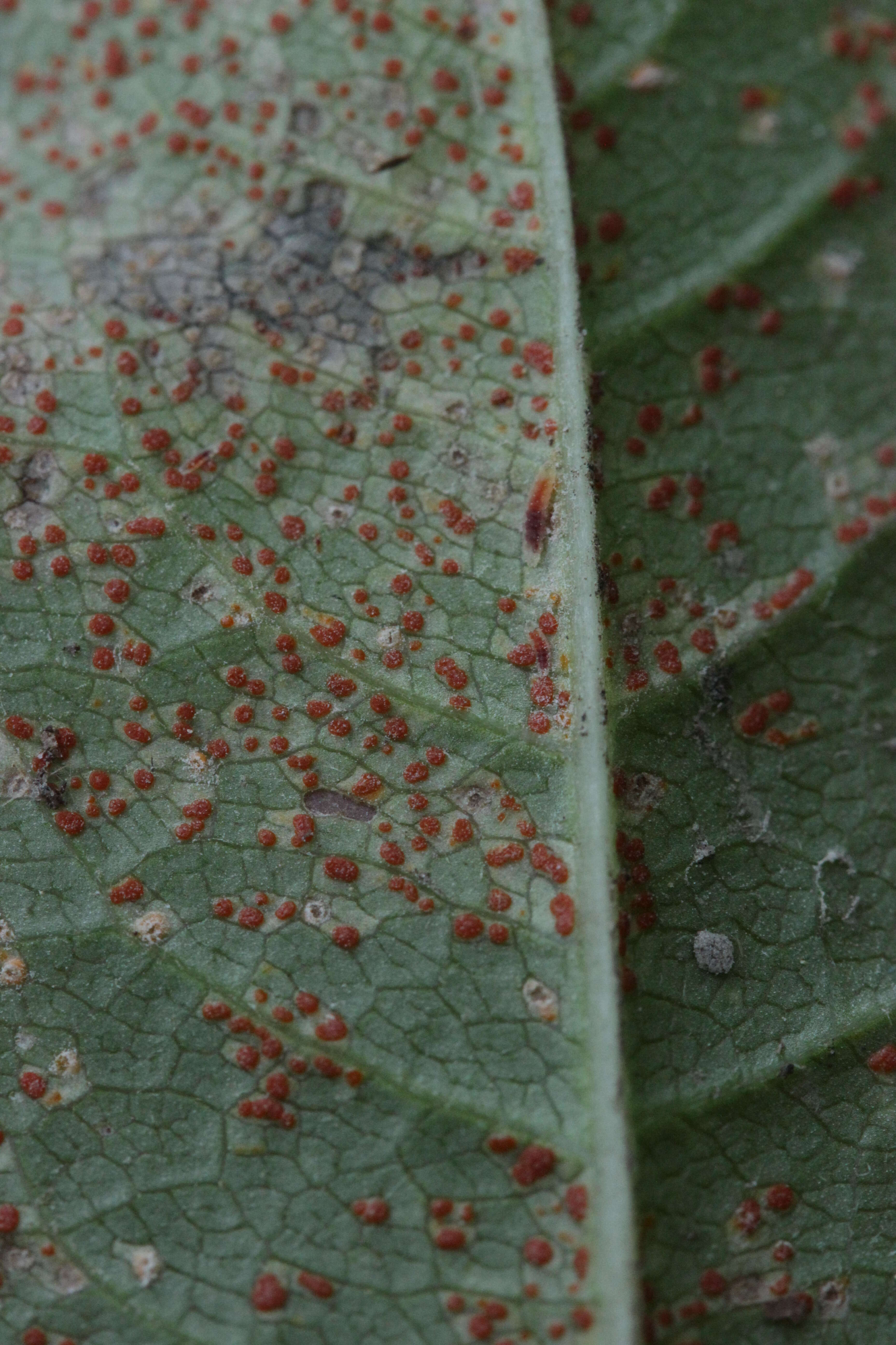 Plancia ëd Coleosporium tussilaginis (Pers.) Lév. 1849