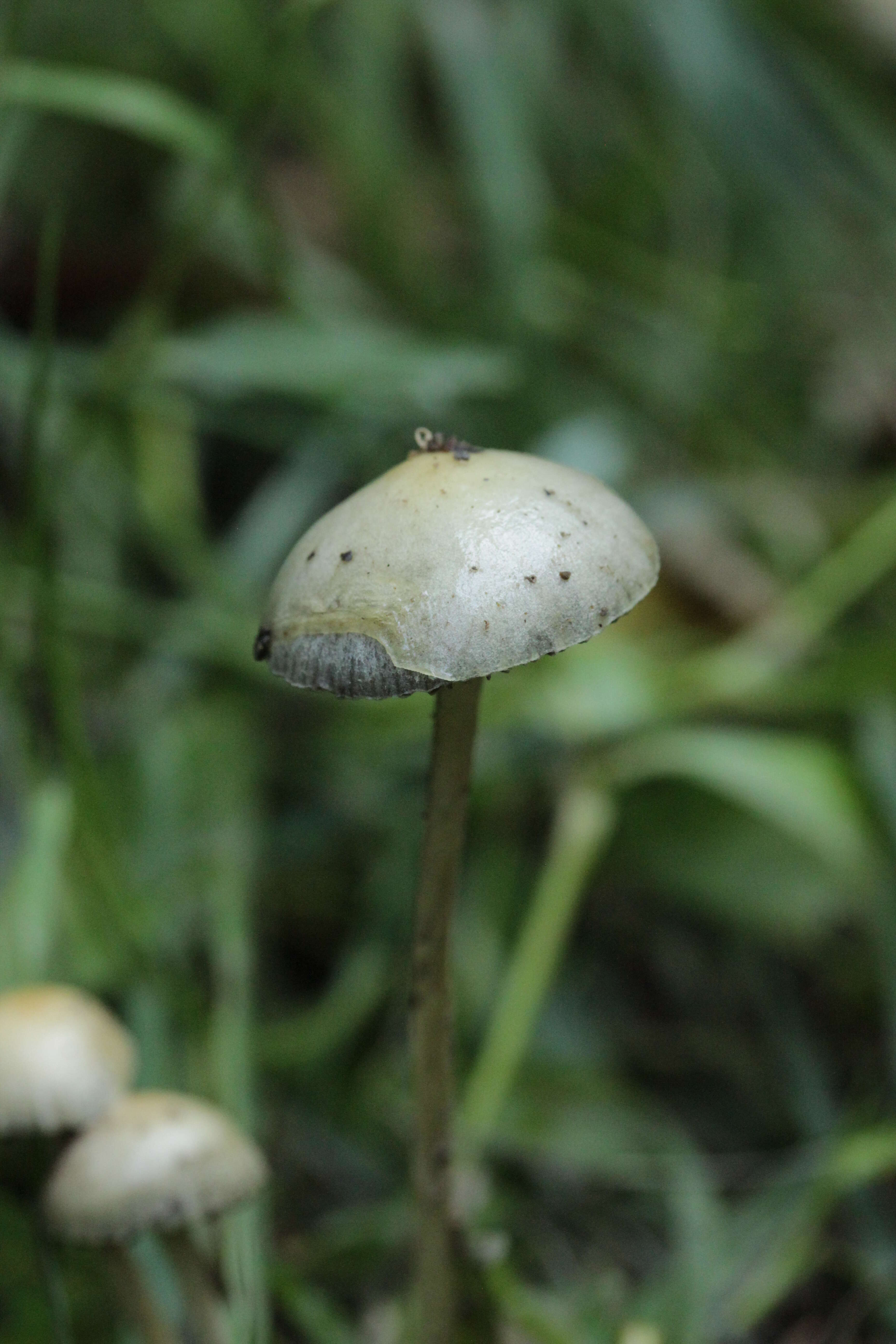 Image of Yellow Fieldcap