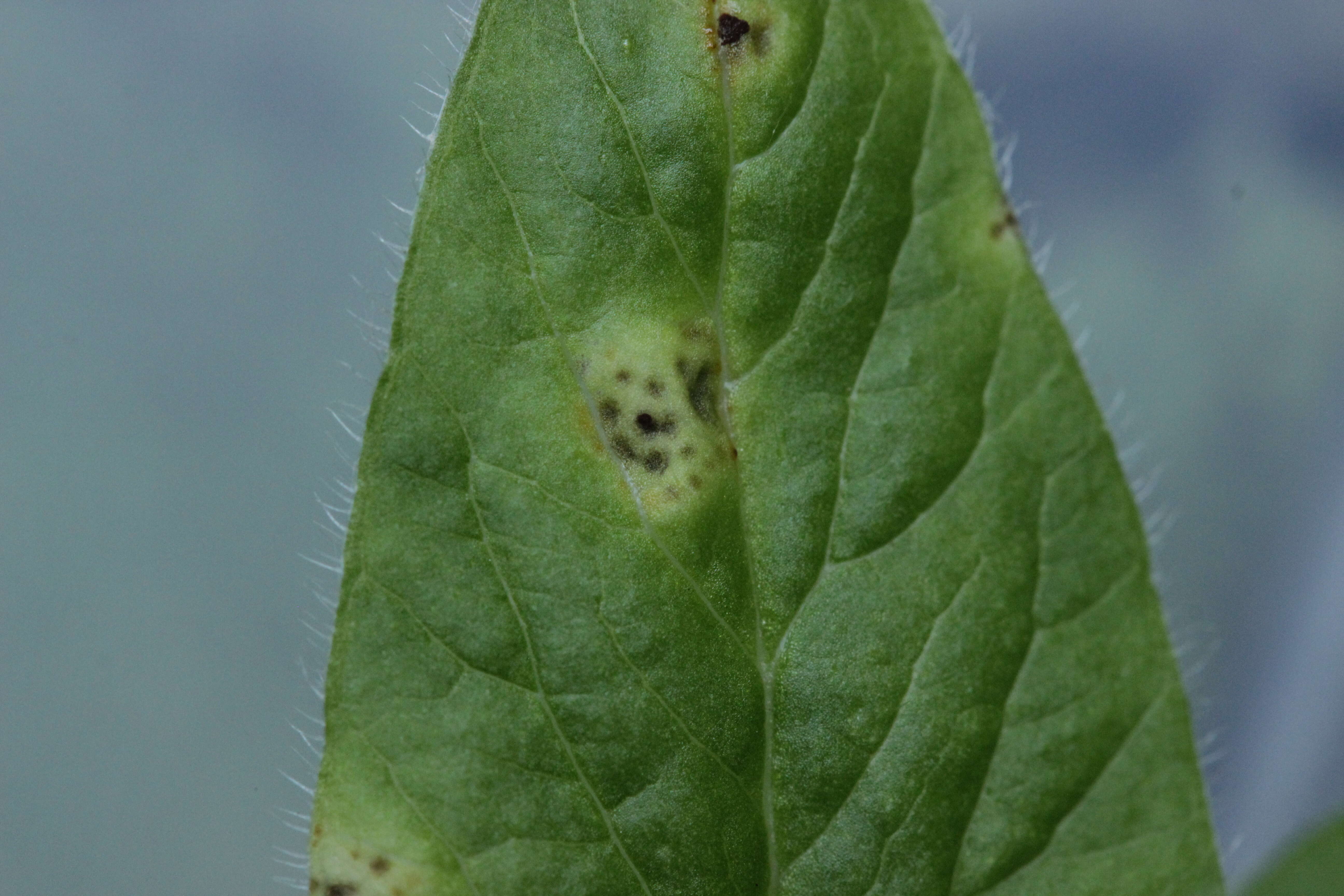 Image of wood stitchwort