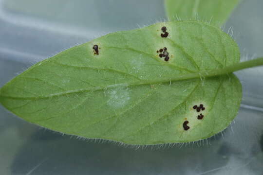 Image of wood stitchwort