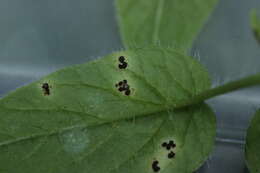 Image of wood stitchwort