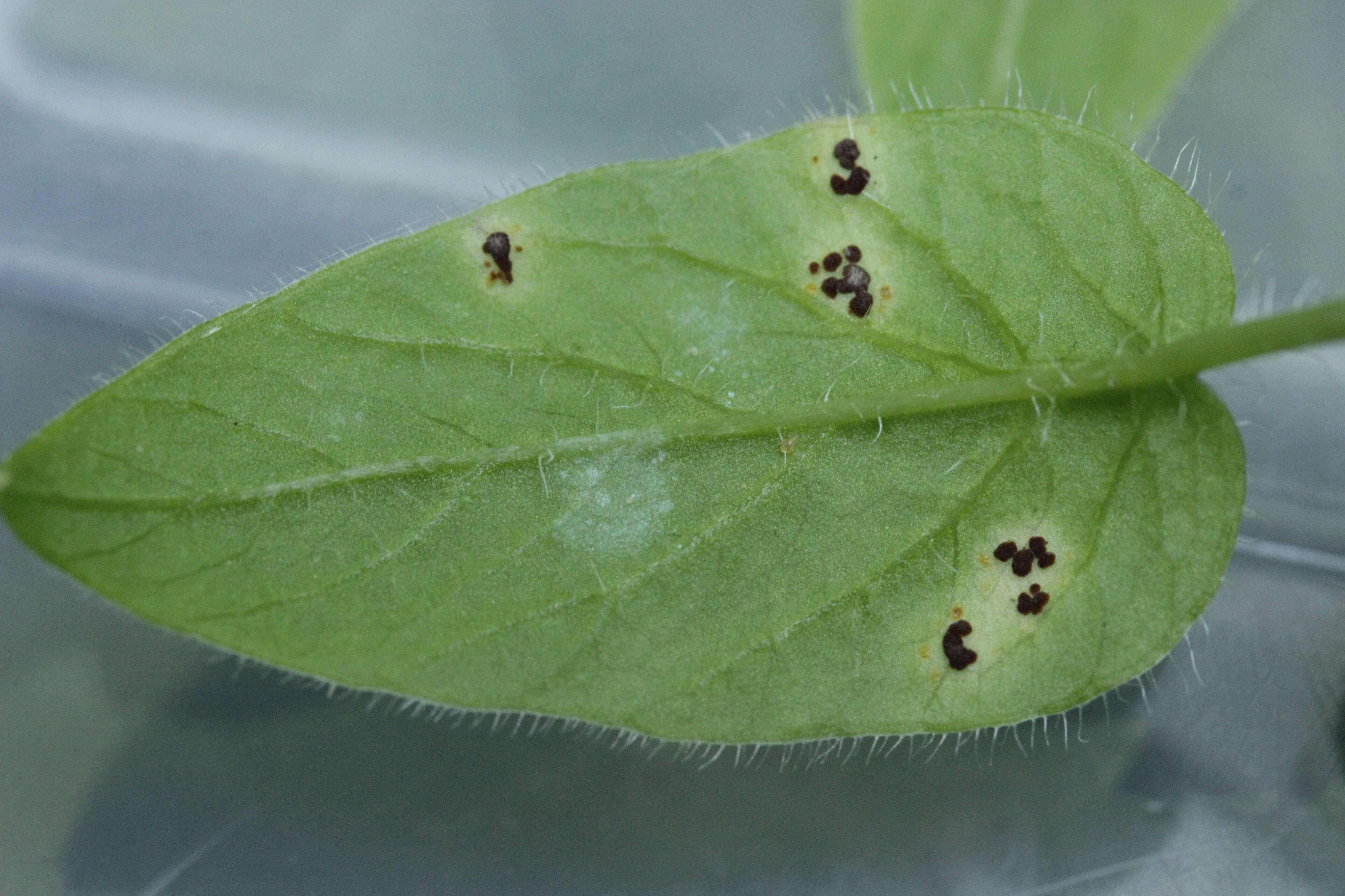 Image of wood stitchwort