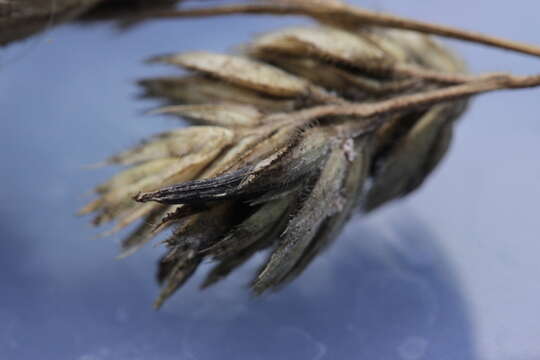 Image of Ergot