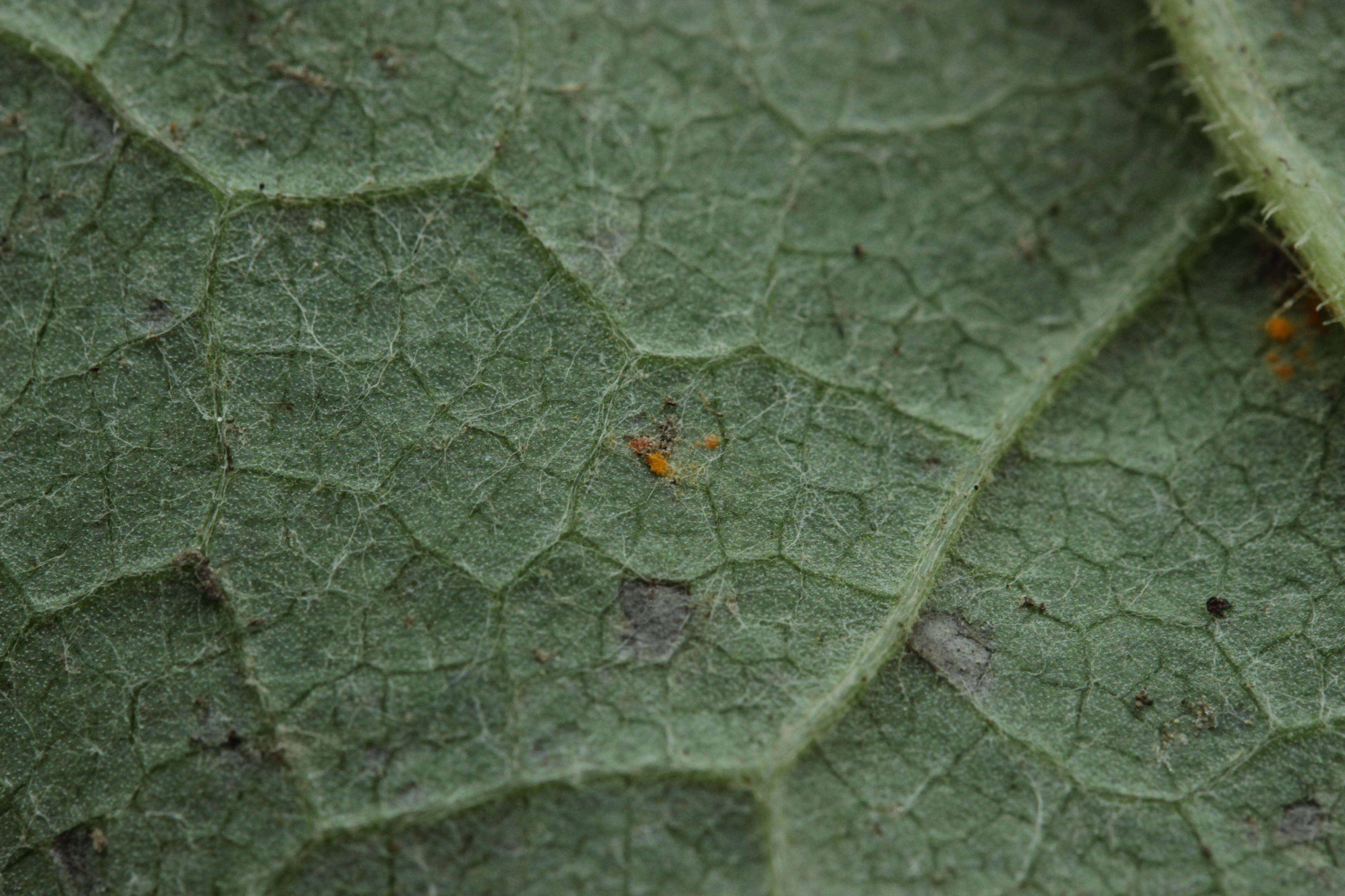 Imagem de Coleosporium tussilaginis (Pers.) Lév. 1849