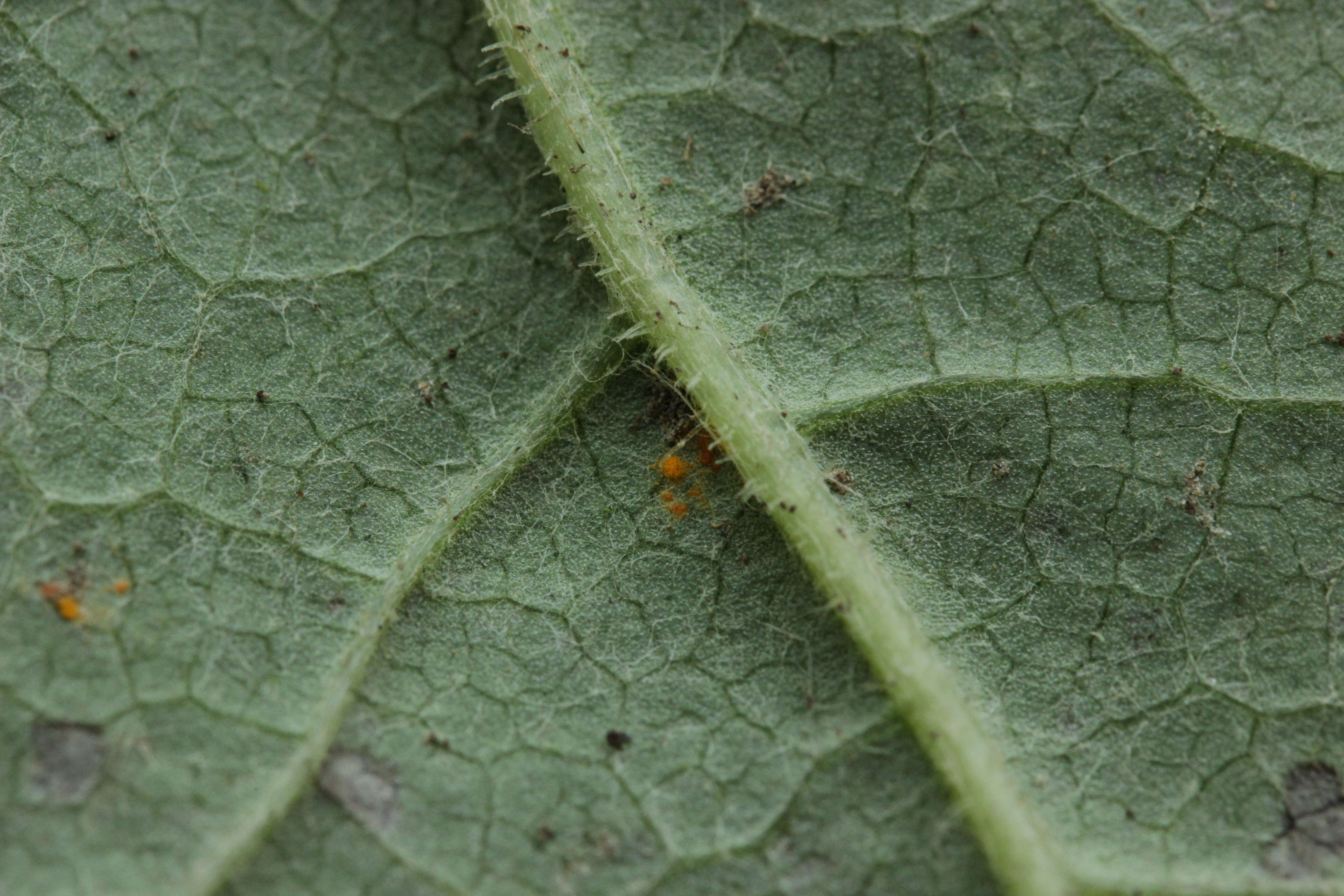 Plancia ëd Coleosporium tussilaginis (Pers.) Lév. 1849