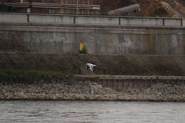 Image of Black-headed Gull