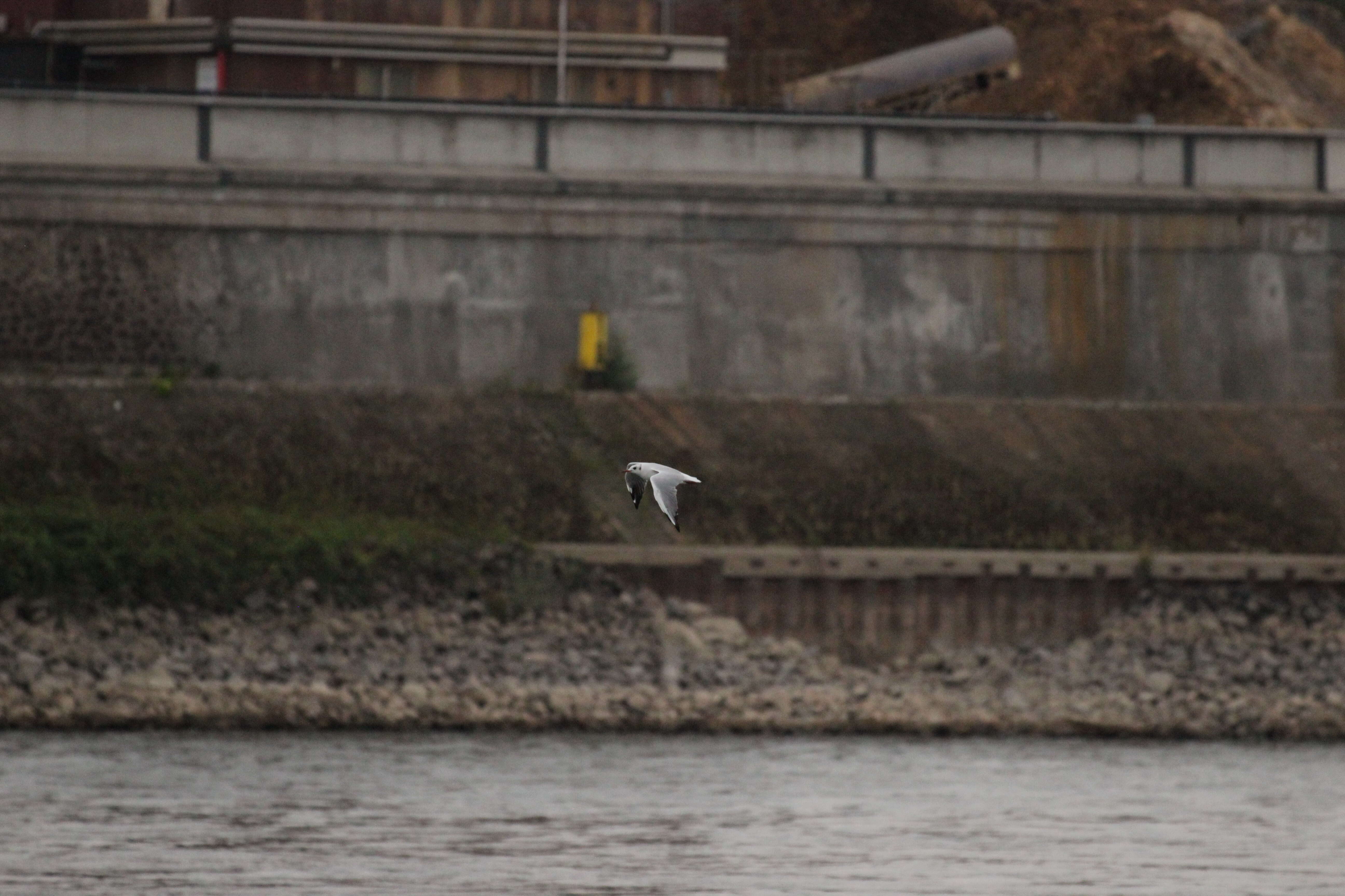 Image of Black-headed Gull