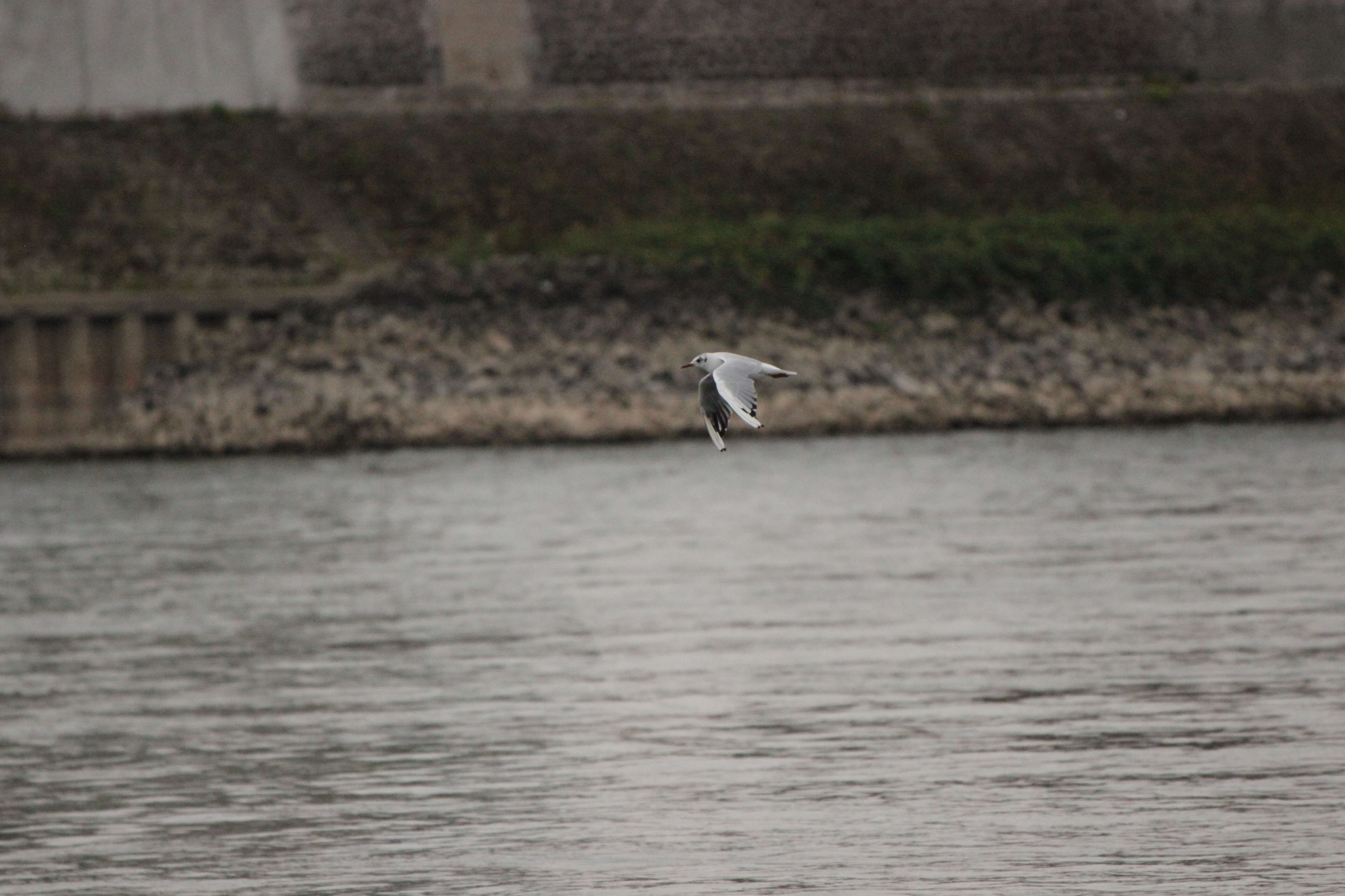 Image of Black-headed Gull