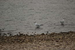 Image of Black-headed Gull