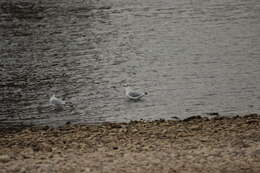 Image of Black-headed Gull