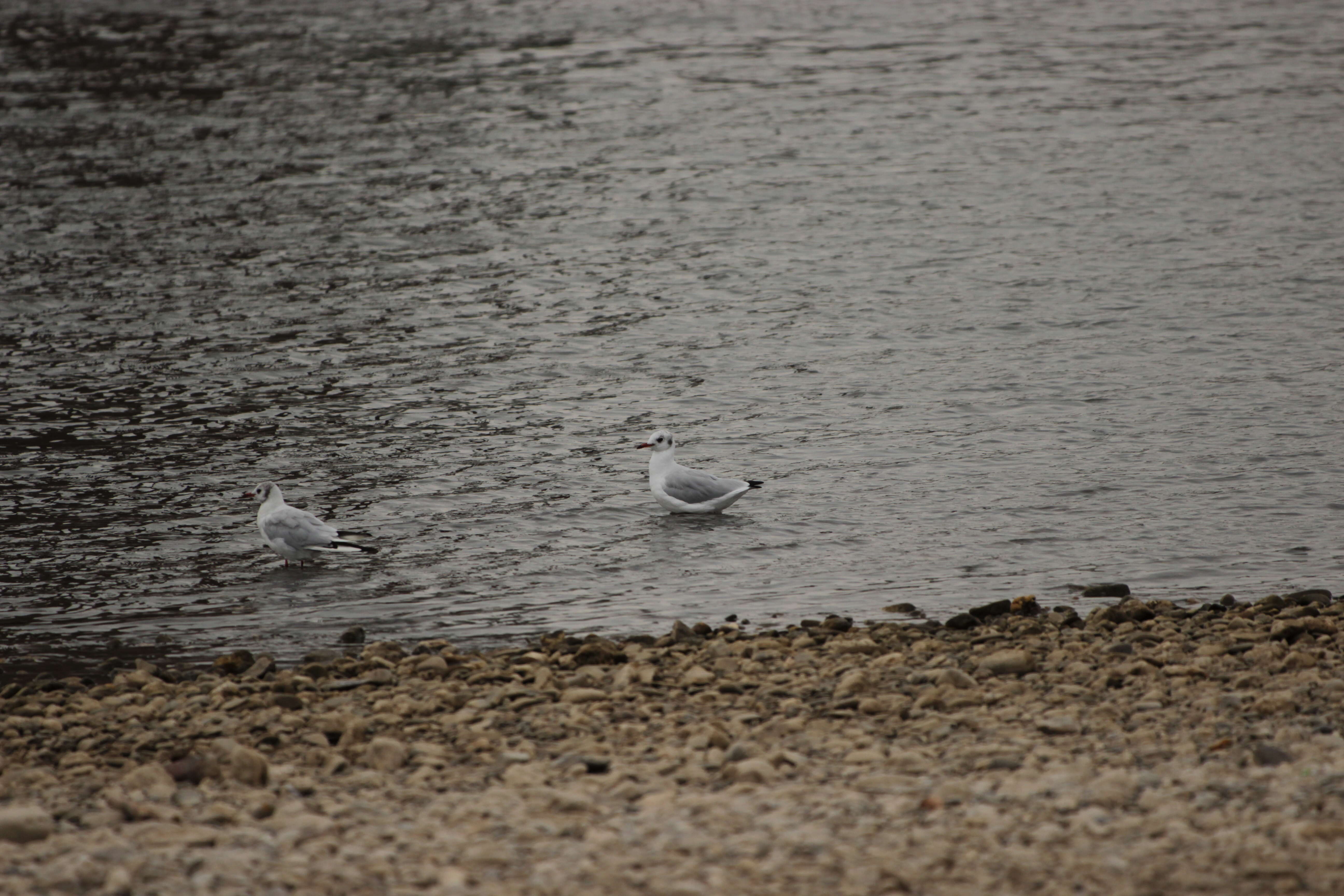 Image of Black-headed Gull