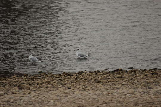 Image of Black-headed Gull