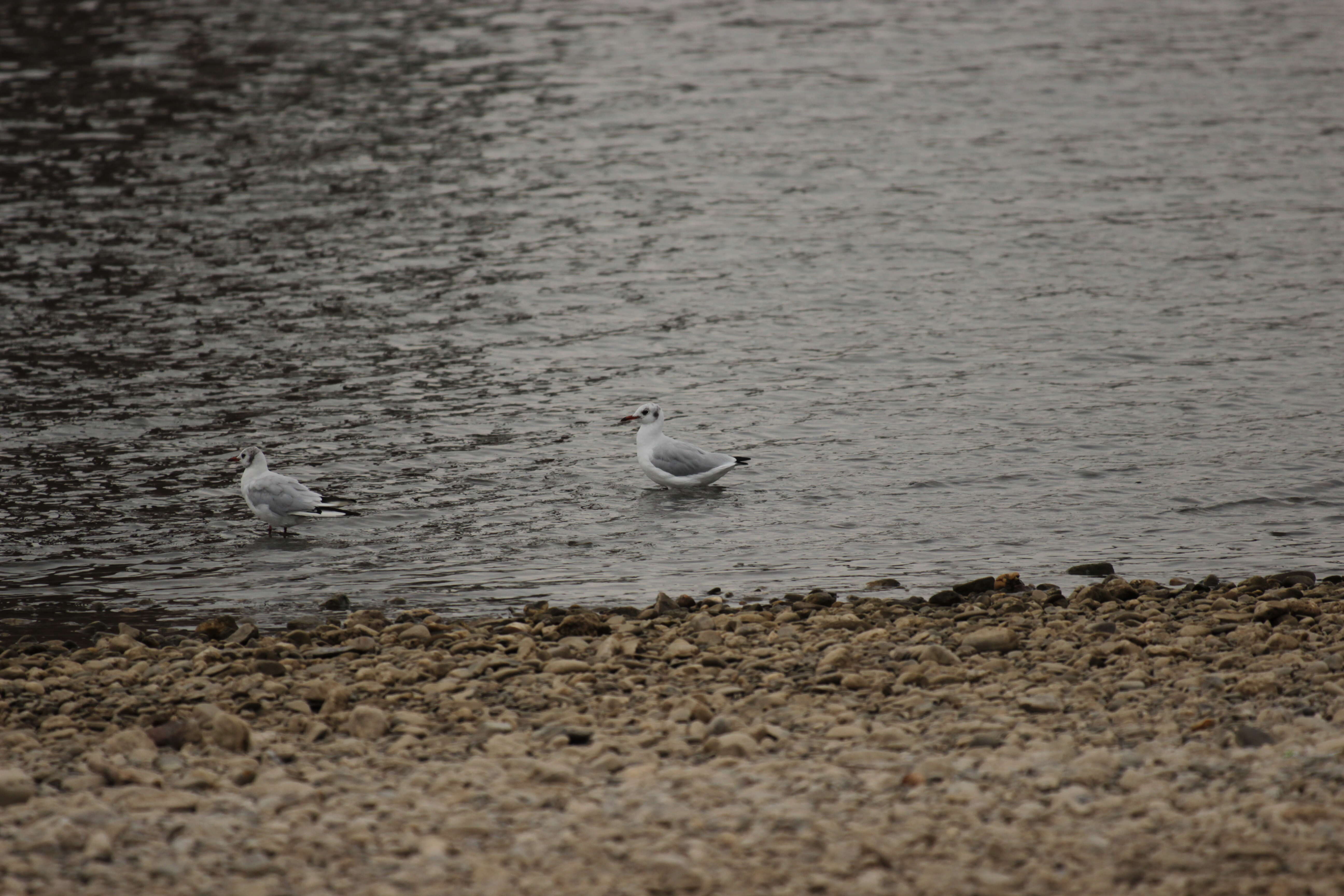 Image of Black-headed Gull