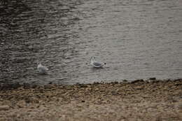 Image of Black-headed Gull