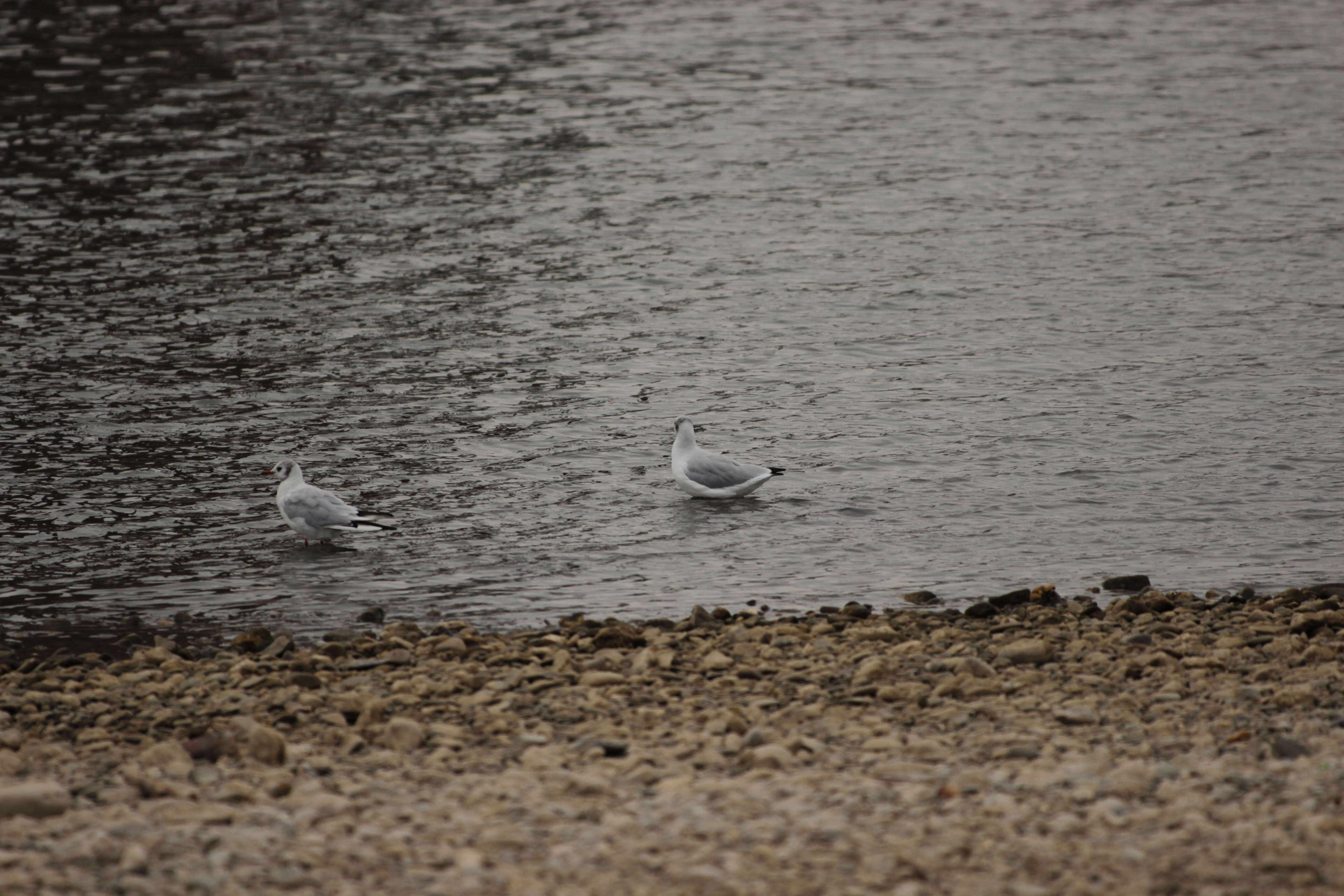 Image of Black-headed Gull