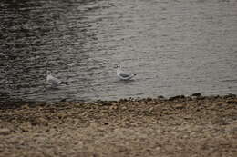 Image of Black-headed Gull