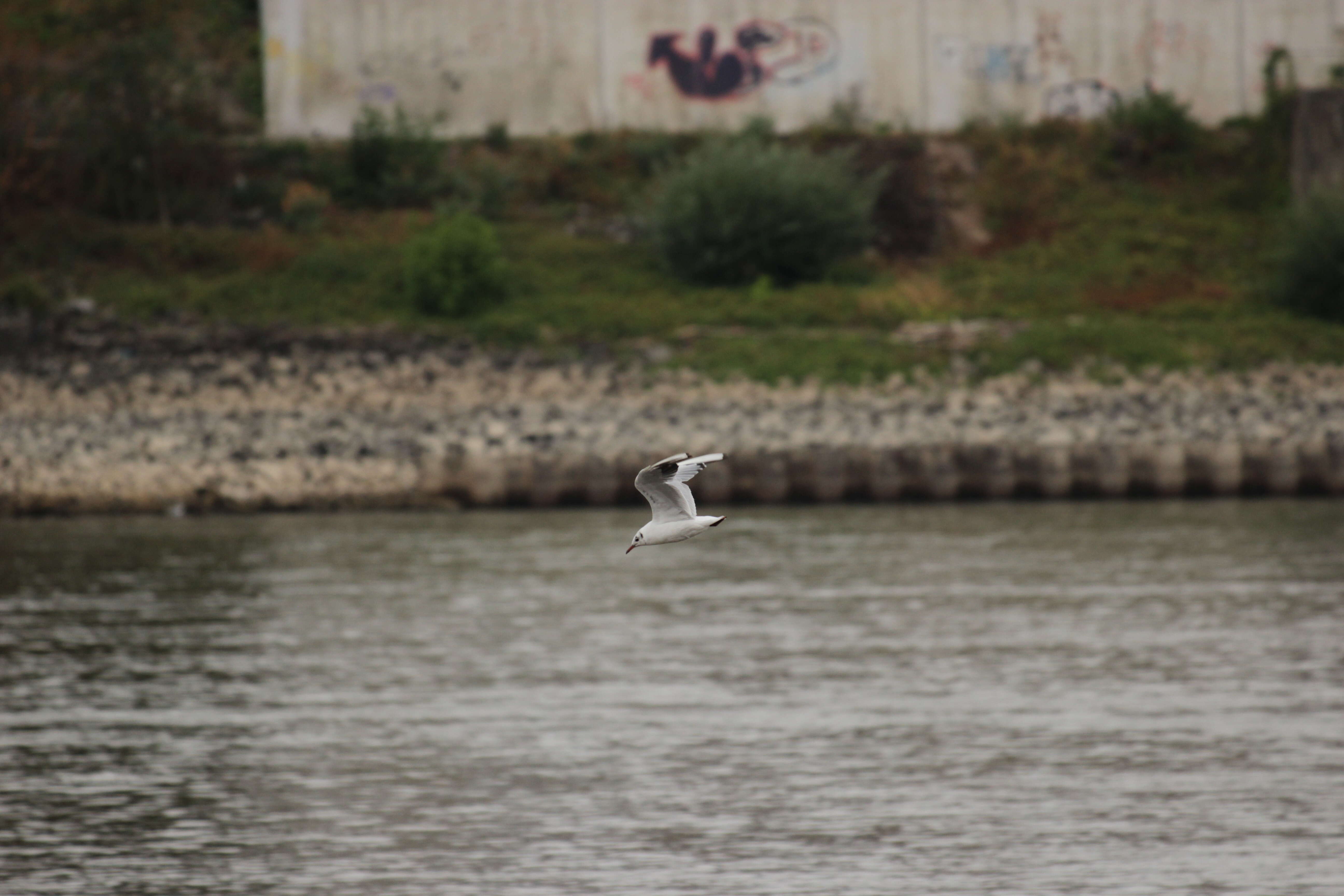 Image of Black-headed Gull