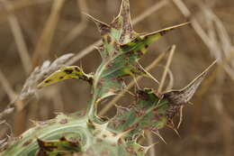 Eryngium campestre L. resmi