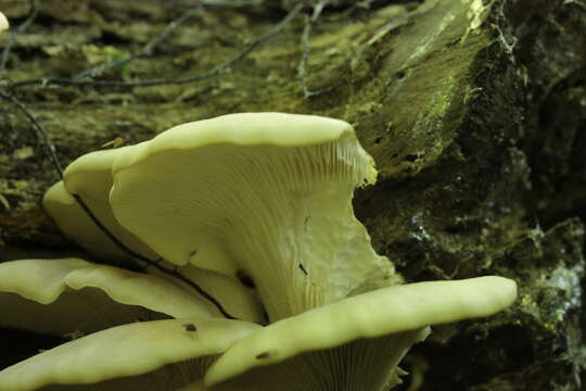 Image of Pleurotus pulmonarius (Fr.) Quél. 1872