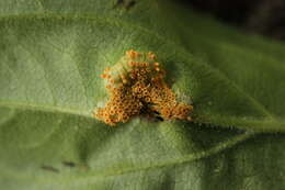 Image of Crown rust of oats