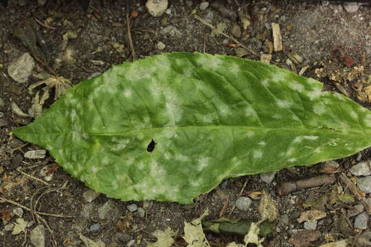 Image of Ampelomyces