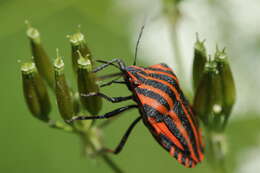 Image of <i>Graphosoma italicum</i>