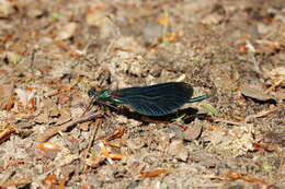 Image of Beautiful Demoiselle