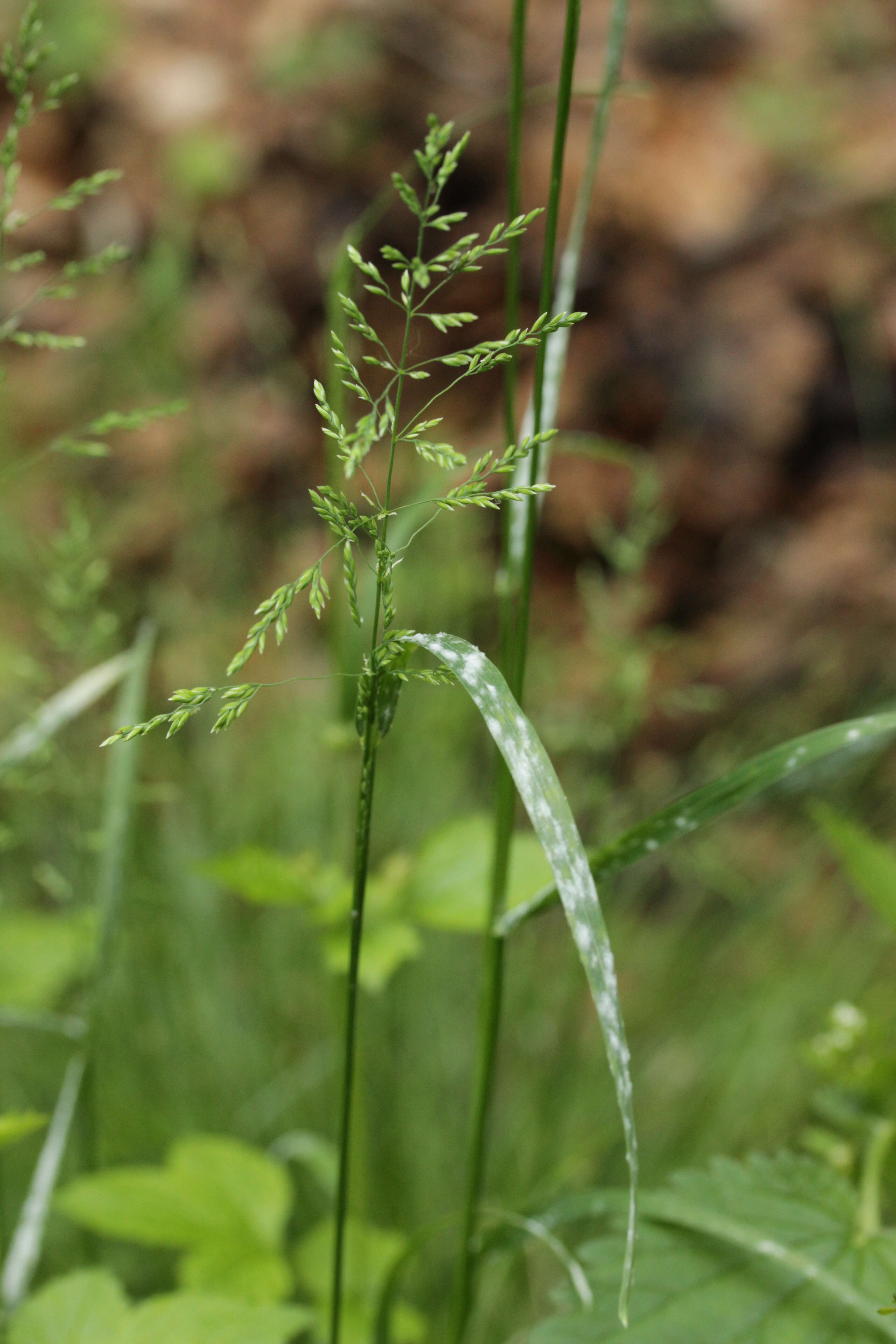 Image of rough bluegrass