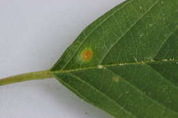 Plancia ëd Puccinia coronata Corda 1837