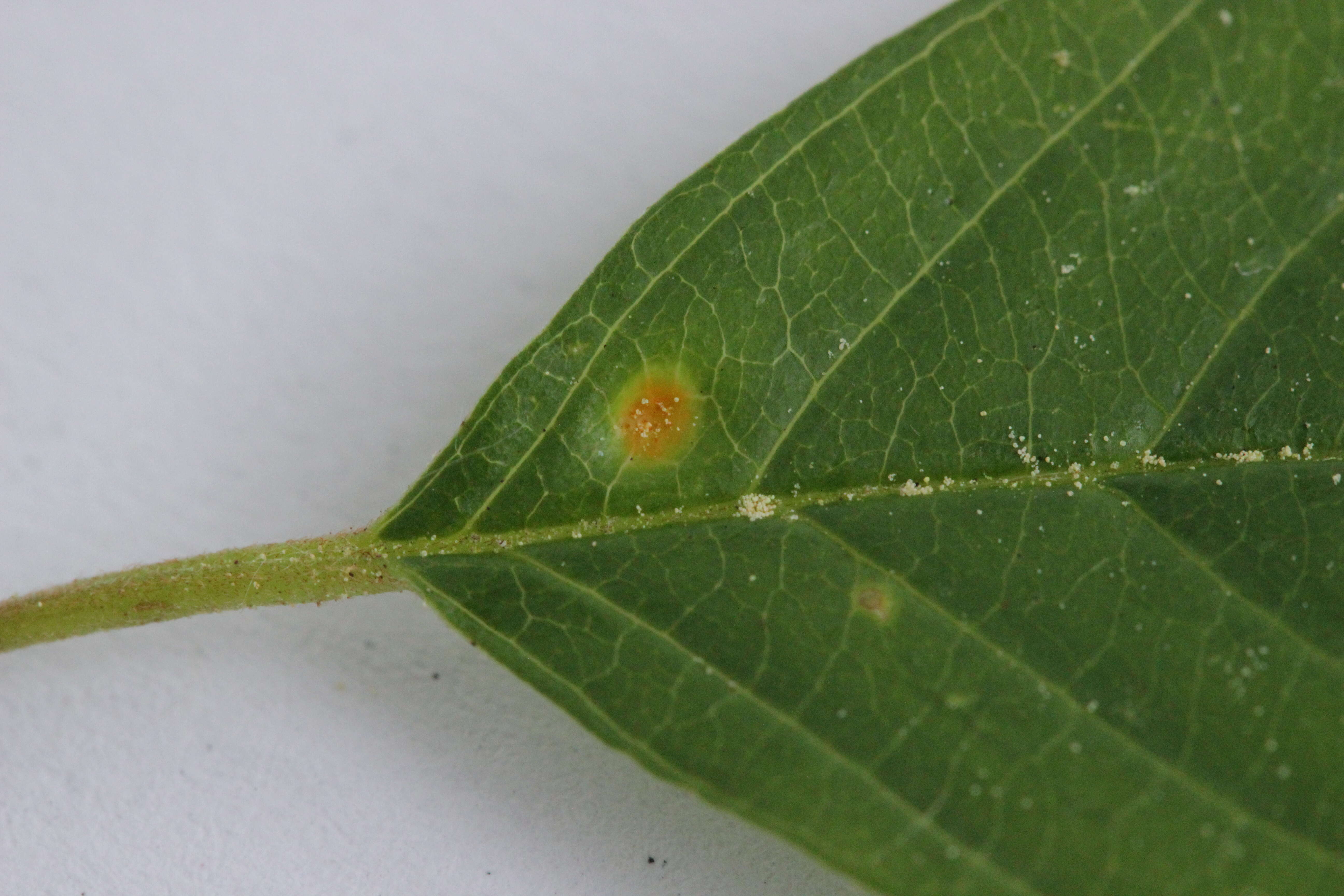 Plancia ëd Puccinia coronata Corda 1837