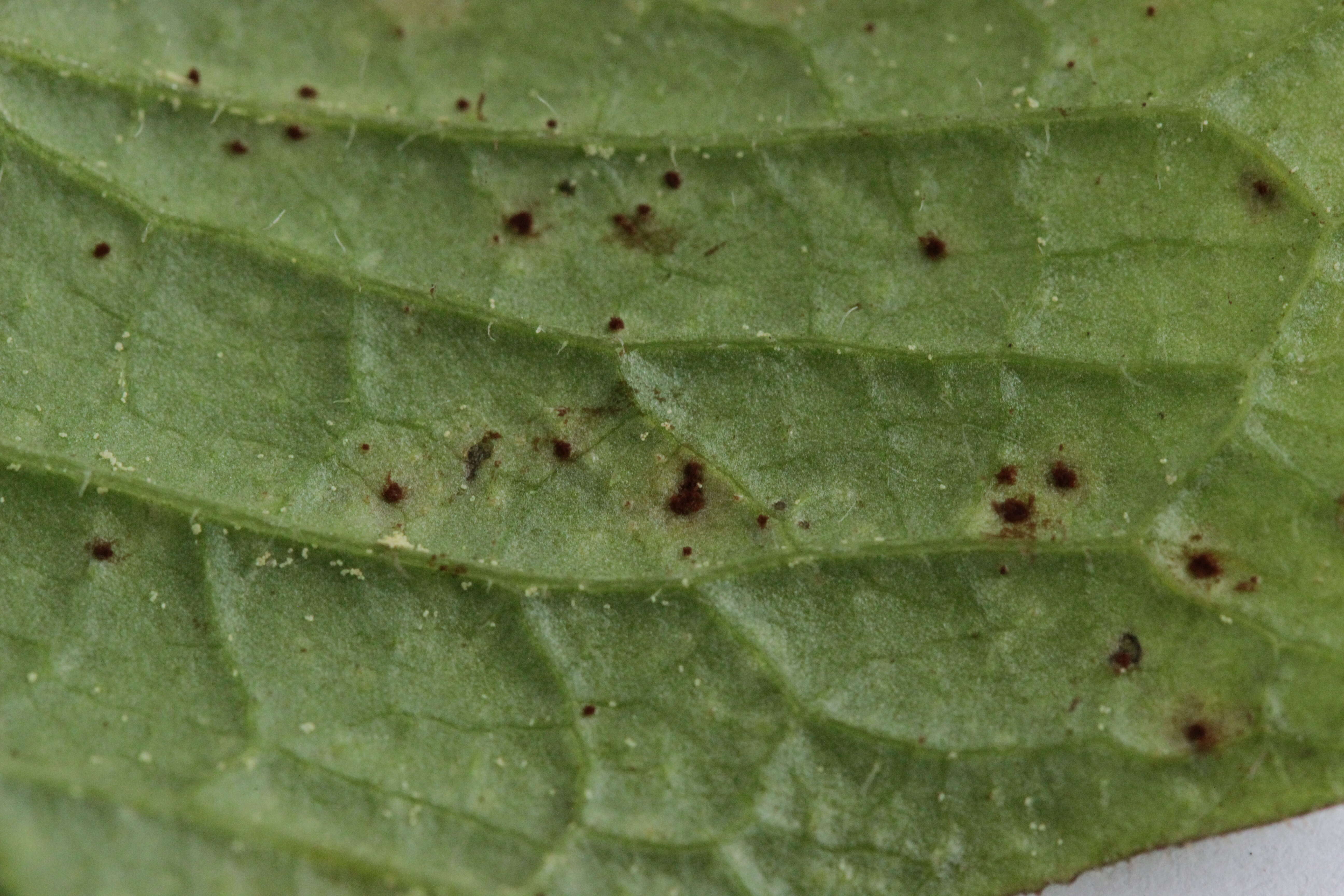 Image of nipplewort