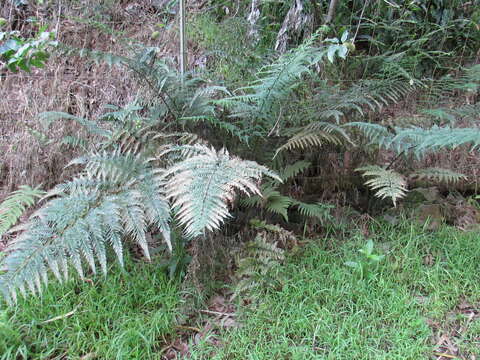 Imagem de Pteris tremula R. Br.