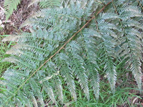 Imagem de Pteris tremula R. Br.