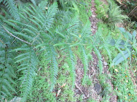 Imagem de Pteris tremula R. Br.