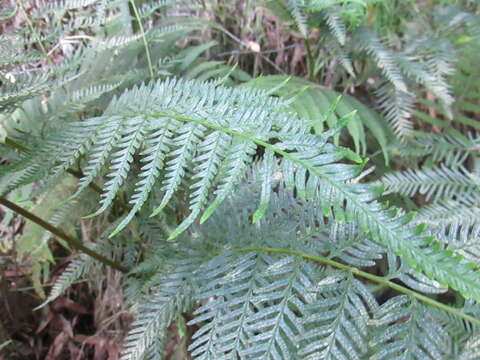 Imagem de Pteris tremula R. Br.